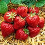 Strawberry 'Honeoye' Bare Root Hardy Mid Season Garden Bush Fruit Plants (5 Plants)