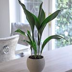 Suttons Aspidistra (Cast Iron Plant) Elatior Indoor Tender Perennial House Plant Easy Grow Low Maintenance Potted Plant Ideal for Home or Office 12cm Pot