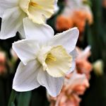 Carbeth Plants - 20 x Daffodil Mount Hood Spring Bulbs - White Tall Narcissus Spring Flowering Perennials - UK Hardy Low Maintenance Pollinator Friendly - Grow in Beds, Borders and Patio Pots