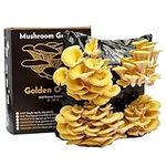 Urban Farm-It - Mushroom Growing Kit, XL Gold (Pleurotus Citrinopileatus), Easy to Use and Fast Growing, Includes Voucher to Claim Living Spawn Separately for Better Yield and Gifting