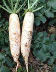 NO-GMO 80 Seeds, Daikon Radish Vegetable Gardening Seeds Heirloom Seeds