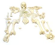 Myaskro® ✮ Bilateral Disarticulated Human Skeleton Model ✮ Disarticulated Bone Set ✮ Disarticulated Skeleton ✮ Life-Size 5 ft Tall ✮ Bone Set for Medical Students ✮ Premium Quality