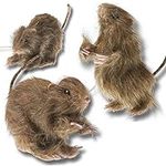 Prextex Realistic Furry Fake Rats for Best Halloween Decoration: Halloween Fake Rats, Realistic Rats, Halloween Trick Toys Decoration, Party Props etc.