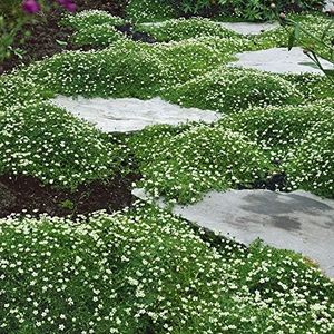 Outsidepride Irish Moss Ground Cover Seeds - 5000 Pcs Perennial Low Growing, Mat-Forming Lawn Alternative, Outdoor Ground Cover Seeds with Shade Tolerance, Ideal for Pathways and Rock Gardens