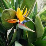 Carbeth Plants - Indoor Plants - Build Your Own Houseplant Collection - 7cm to 9cm Pots - Bird of Paradise Plant - Strelitzia in 9cm Pot