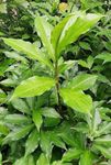 Insulin Plant Live Herbal Costus Igneus Natural Medicinal Plant for Balcony Garden Terrace Garden Indoor Outdoor Growing Pack of 1