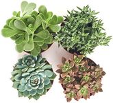 Shop Succulents | Assorted Collecti