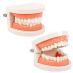 2Pcs Standard Teeth Dental Model, Demonstration Teeth Model for Kids Dental Teaching Study Supplies