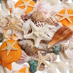 Sea Shells Mixed Beach Seashells, 11 Kinds for Starfish and Shells, Natural Seashells for Beach Party, Home Decor, Shells for Crafting,0.8lb Sea Shells for Kids