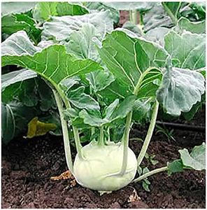 White Vien
