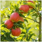 'Lord Lambourne' Apple Tree 4-5ft, Ready to Fruit,Good for Juicing 3fatpigs®