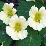 Outsidepride 200 Seeds Annual Nasturtium White Yeti Cimbing Vine Flower Seeds for Planting