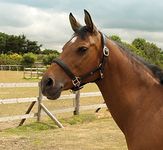 NEW Heritage Quality English Leather Padded Headcollar for Horse or Pony (Cob, Black)