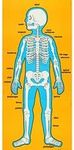 Carson Dellosa Child-Size Human Body Bulletin Board Set (3215)