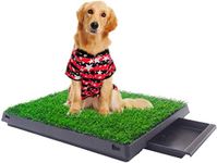 Dog Grass Pee Potty Grass Patch Pot