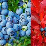 2 x Blueberry Bush 'Chandler' Plants in 9cm Pots - Reliable and Heavy Cropping - Vaccinium Plants