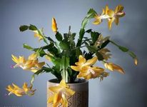 BISWAS PLANTS HOUSE ' Verry Good Looking Yellow Zygo Cactus "Christmas Cactus" Live Indoor Plant (Pack Of-1) Healthy Plant