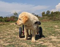 Small Dog Wheelchairs