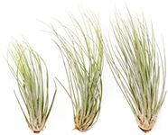 Large Juncea Air Plants 8 to 10 Inches - Live Succulent House Plants - Available in Wholesale and Bulk - Home and Garden Decor - Easy Care Indoor and Outdoor Plants (Pack of 3)