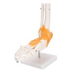 Foot Joint Model, 1:1 Human Foot Ankle Bone Skeleton Structure Model with Ligaments Foot Joint Teaching Model with Display Base for Model Display Teaching Explanation