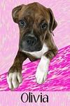 Personalized OLIVIA Boxer Puppy Dog