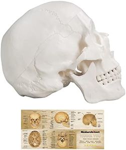 Human Skull Model, Life Size 3-Part Anatomical Model with Removable Skull Cap and Articulated Mandible for Medical Student Human Anatomy Study Course