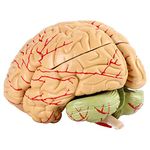 Human Brain Arteries Model, 8 Parts Removable Life Size Medical Brain Anatomical Statues for School Science Education Anatomy Teaching Tool