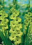 IMP. Gladiolus/Sword Lilly Flower Hybrid Quality Bulb Easy to Grow Home Gardening (Pack of 7 Green Star | Lime Green)