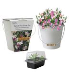 Pronto Seeds Sweet Pea Little Sweetheart Mixed Flower Seeds Growing Kit with Cream Bucket Planter - Gardening Set, Compact White-Pink Blooms for Windows & Gardens (Sweet Pea - Cream Bucket Planter)