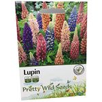 200 Lupin Flower Seeds Russell Mix Tall Cottage Garden Favourite Perennial 200 Seeds