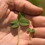 500g Micro Clover Seed Jura Low Maintenance Drought Resistant NO Grass 500g
