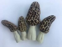 Morel Mushroom Garden Kit