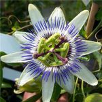 Cross Common Nursery Passiflora caerulea (AGM)