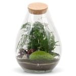 Complete DIY Terrarium Kit with Gorgeous Trio of Plants H: 37 cm 'Zurich' | Closed Terrarium Kit with Plants | Terrarium with Plants Included