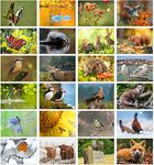 Olivia Samuel 24 x British Wildlife Greeting Cards Blank from A great value Multipack, Eco Friendly and Designed and Printed in the UK