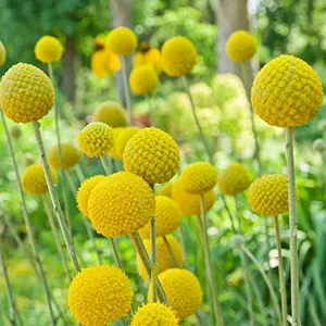 Outsidepride 1000 Seeds Perennial Craspedia Globosa Billy Button Flower Seeds for Planting