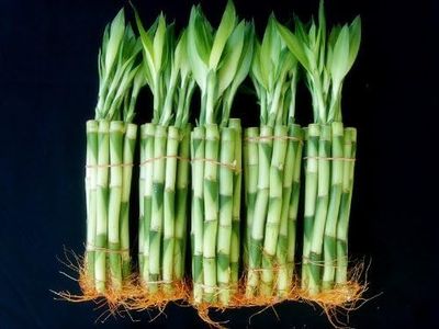 50 Stalks of 6 Inches Straight Lucky Bamboo Sold by JM Bamboo