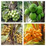 Combo Pack Of-4 Andaman Coconut Plant, Gangabardhan Coconut Plant, Keralian Coconut Plant, Malaysian Coconut Live Plant (Original Variety In Origin India) Healthy Plant With- Pepper Bag