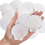 WeDoSoy 30PCS Natural Scallop Shells White Sea Shells for Decorating from Sea Beach Real Seashells for DIY Craft Painting Ocean Themed Party Wedding 2''-3''