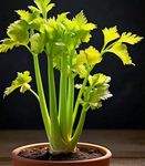 Gebdinsh Garden® Imported Celery Herbs Seeds For Your Kitchen Garden (Pack Of 100 seeds)