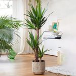 Yucca Elephantipes Large Indoor House Plant Real Evergreen Tall Plants (40-50cm)