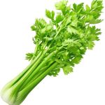 Gebdinsh Garden® Imported Celery Vegetables Seeds For Kitchen Gardening (Pack Of 2 Gram Seeds)