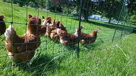 50m x 1.22 - Premium Green Electric Poultry Netting - Close Mesh
