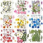 167 Pieces Real Dried Pressed Flowe