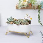 FURN ASPIRE Small Succulent Planter, Oval Shaped Mini Succulent Pot with Metal Base, Ceramic White Plant Pot, Air Plant Pot Cactus Faux Plants Window Box Decor (Note : Plants are not Included) (Oval)