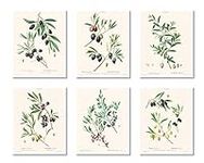 Vintage Botanical Prints | Olives b