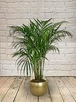 All Occasions, Indoor Palm Tree, Soft Palm Plant 100cm Bedroom, Kitchen and Living Room, Perfect for Clean Air, Delivered Next Day Prime