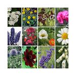 6 Pack of Hardy Perennial Cottage Garden Plants in 9cm pots. 6 Different Varieties - Each Variety Labelled. Fantastic Hardy Plants. 6 Perennial Plants All Different.