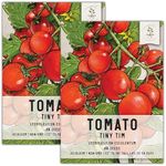 Seed Needs Tiny Tim Tomato Seeds for Planting - Non-GMO, Heirloom & Untreated - Organically Grow an Outdoor Vegetable Garden - Dwarf Plants Produce Cherry Tomatoes (2 Packs)