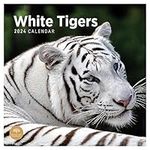 2024 White Tigers Monthly Wall Calendar by Bright Day, 12 x 12 Inch Cute Nature Photography Gift